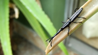 Insect, Damselfly, Arthropod, Invertebrate, Close, Pen