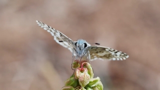 Insect, Dragonfly, Arthropod, Close, Butterfly, Cabbage Butterfly