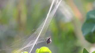 Insect, Dragonfly, Spider Web, Web, Arthropod, Grass