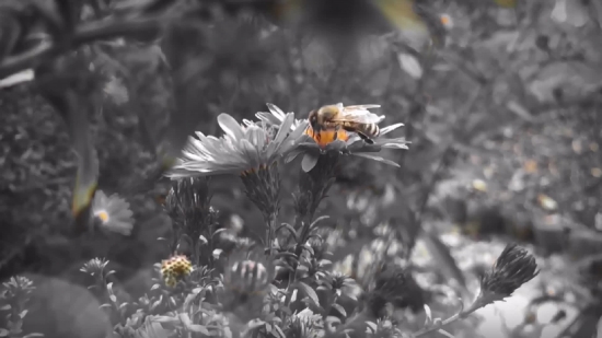 Insect, Fly, Arthropod, Plant, Flower, Worker