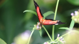 Insect, Fly, Peacock, Bug, Plant, Garden