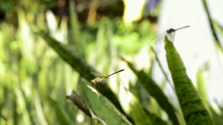 Insect, Grasshopper, Arthropod, Leaf, Plant, Invertebrate