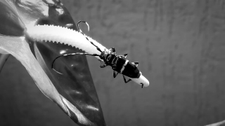 Insect, Invertebrate, Beetle, Animal, Arthropod, Device