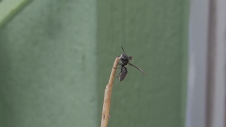 Insect, Mosquito, Arthropod, Animal, Close, Invertebrate