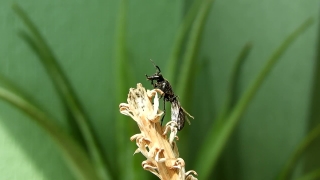 Insect, Plant, Grass, Arthropod, Garden, Close
