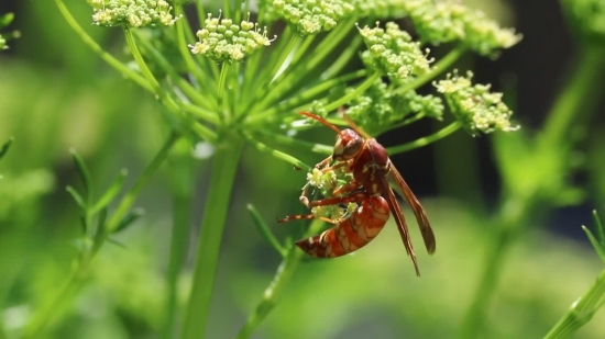 Insect, Plant, Herb, Arthropod, Leaf, Vascular Plant