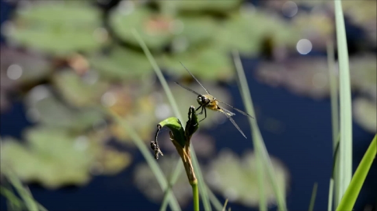 Insect, Plant, Vascular Plant, Herb, Garden, Grass