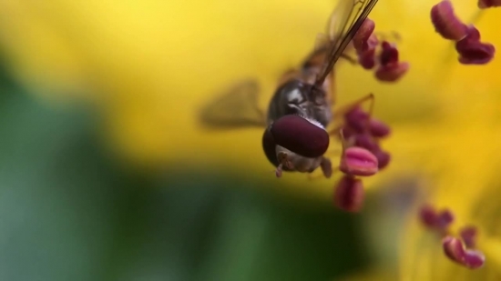 Insect, Plant, Vascular Plant, Spring, Flower, Garden
