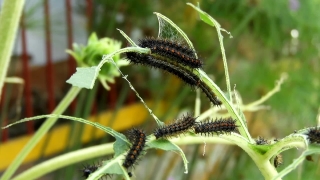 Insect, Plant, Vascular Plant, Weed, Herb, Garden