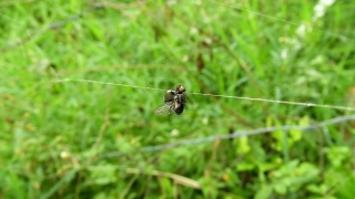 Insect, Spider, Arthropod, Arachnid, Garden Spider, Dragonfly