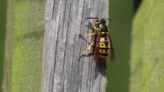 Insect, Wasp, Arthropod, Cicada, Invertebrate, Close