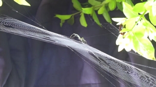 Insect, Windshield Wiper, Mechanical Device, Vine Snake, Snake, Mechanism