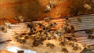 Insect, Worker, Arthropod, Apiary, Honeycomb, Shed