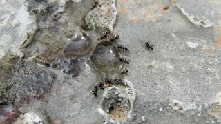 Invertebrate, Arthropod, Horseshoe Crab, Animal, Sand, Texture