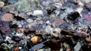 Invertebrate, Crustacean, Mollusk, Barnacle, Arthropod, Bivalve