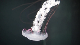 Invertebrate, Jellyfish, Animal, Smoke, Light, Coelenterate