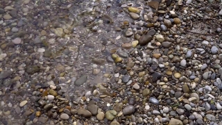 Invertebrate, Mollusk, Bivalve, Stone, Cockle, Rock
