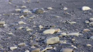 Invertebrate, Mollusk, Stone, Pebble, Beach, Bivalve