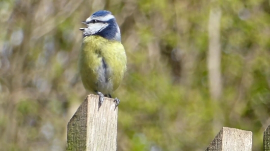 Jay, Bird, Wildlife, Feather, Beak, Wing