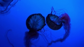 Jellyfish, Invertebrate, Animal, Coelenterate, Light, Ocean