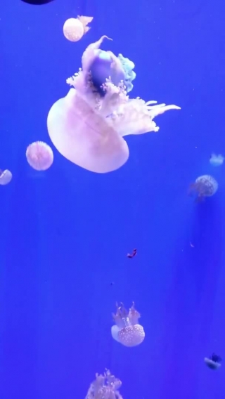 Jellyfish, Invertebrate, Animal, Coelenterate, Light, Sky
