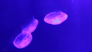Jellyfish, Invertebrate, Animal, Light, Coelenterate, Space