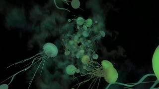 Jellyfish, Invertebrate, Animal, Light, Plant, Color