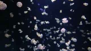 Jellyfish, Invertebrate, Animal, Light, Space, Moon