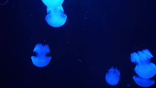 Jellyfish, Invertebrate, Animal, Light, Space, Sky