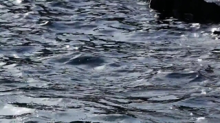Killer Whale, Dolphin, Whale, Toothed Whale, Water, Sea