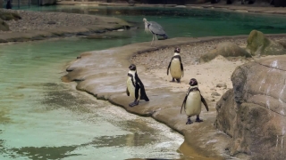 King Penguin, Penguin, Seabird, Bird, Water, Aquatic Bird