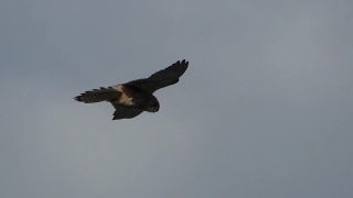 Kite, Hawk, Bird, Flying, Falcon, Wildlife