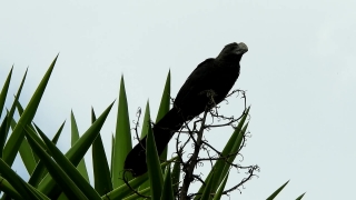 Kite, Hawk, Bird, Wildlife, Eagle, Beak