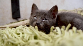 Kitten, Cat, Animal, Young Mammal, Feline, Kitty