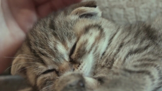 Kitten, Cat, Feline, Domestic Cat, Pet, Fur