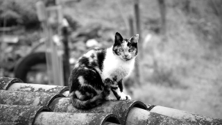Kitten, Cat, Feline, Pet, Animal, Fur