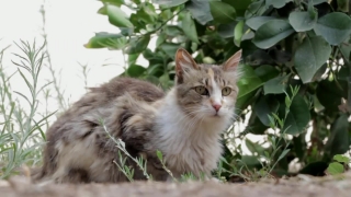 Kitten, Kitty, Cat, Feline, Pet, Animal