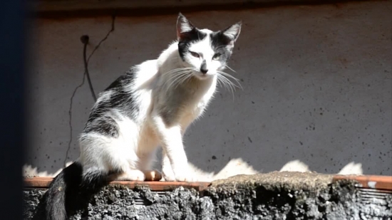 Kitten, Young Mammal, Animal, Cat, Young, Feline