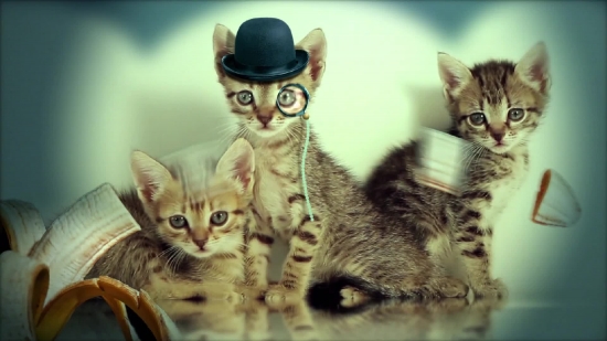 Kitten, Young Mammal, Cat, Animal, Young, Feline