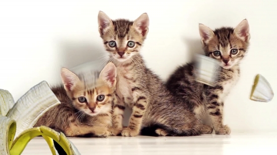 Kitten, Young Mammal, Cat, Animal, Young, Feline