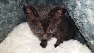Kitten, Young Mammal, Young, Animal, Cat, Feline
