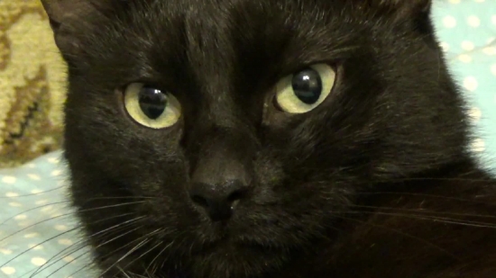 Kitty, Cat, Kitten, Feline, Animal, Fur