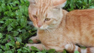 Kitty, Kitten, Cat, Feline, Animal, Domestic