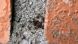 Knoll, Rough, Texture, Ant, Insect, Material