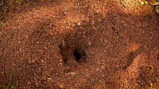 Knoll, Texture, Old, Dirty, Sand, Brown