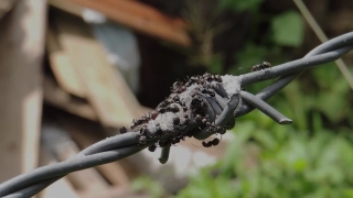 Knot, Fastener, Restraint, Arthropod, Spider, Insect