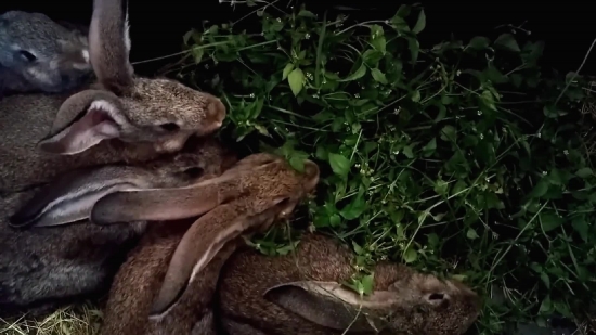 Koala, Mammal, Boa Constrictor, Wildlife, Wild, Boa