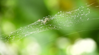 Lacewing, Insect, Arthropod, Leaf, Drop, Plant