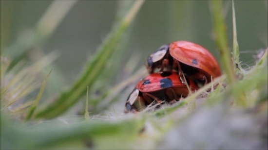 Ladybug, Beetle, Insect, Bug, Ladybird, Arthropod