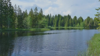 Lake, Forest, Landscape, Lakeside, Water, Shore